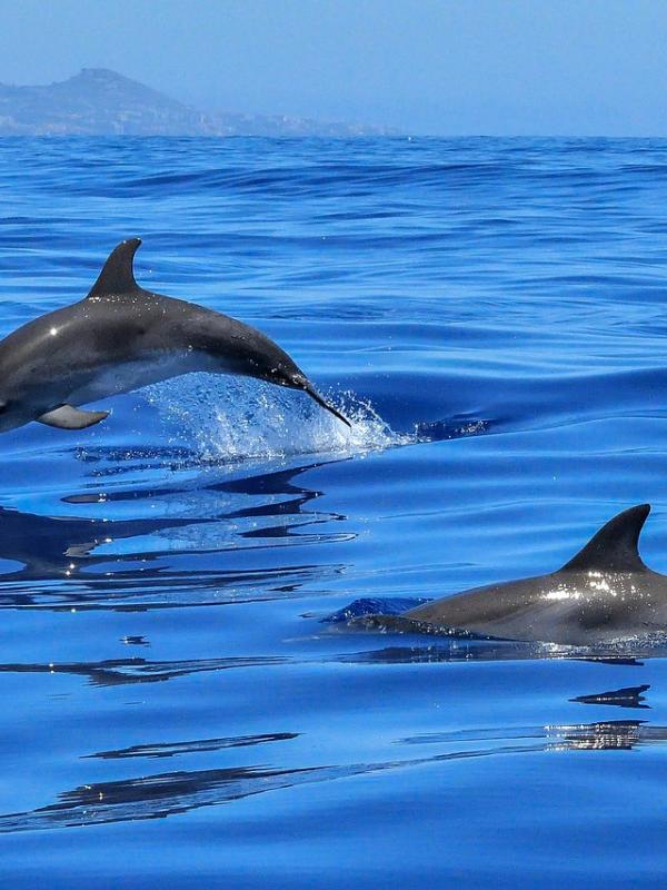 Gozzo Ligure Global Navis